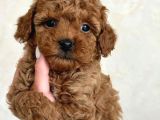 Red Braw Kıpkırmızı Ev Üretimi Tooy Poodle 