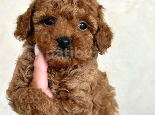 Red Braw Kıpkırmızı Ev Üretimi Tooy Poodle  görsel