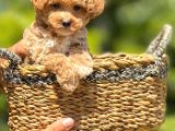 Orjinal Babyface Maltıpoo Yavrular
