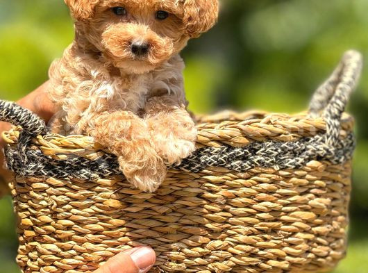 Orjinal Babyface Maltıpoo Yavrular görsel