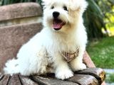 1 Numara Maltese Terrier
