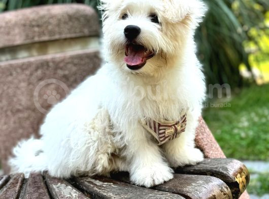 1 Numara Maltese Terrier