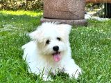 1 Numara Maltese Terrier