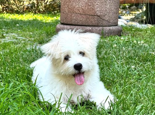 1 Numara Maltese Terrier görsel