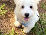 1 Numara Maltese Terrier