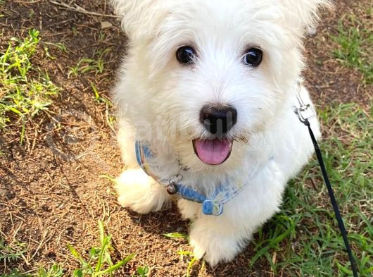 1 Numara Maltese Terrier görsel