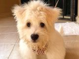 1 Numara Maltese Terrier