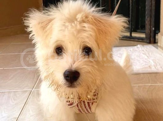 1 Numara Maltese Terrier görsel