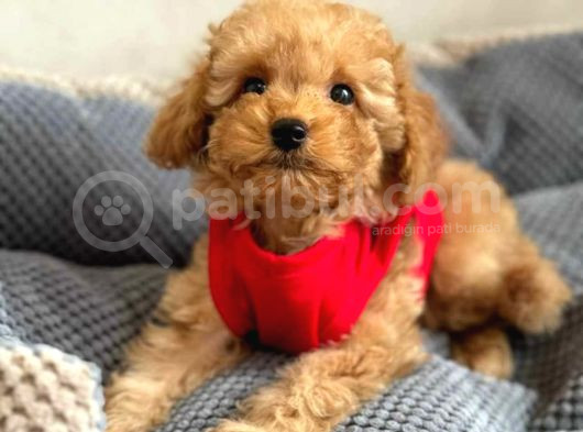 Kahve Tonlu Mini Boy Puppy Sevimli Yavrular Malti̇po Ci̇nsi̇  görsel