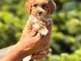 Orjinal Babyface Maltıpoo Yavrular