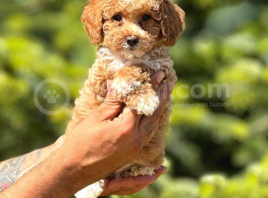 Orjinal Babyface Maltıpoo Yavrular görsel
