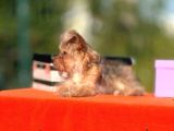 F1 Jenarasyon Morkie Yavrularımız