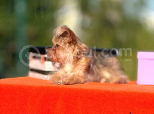 F1 Jenarasyon Morkie Yavrularımız görsel