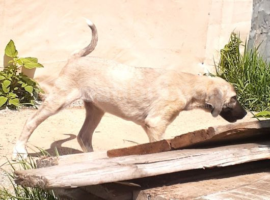 Dişi Kangal