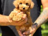 Orjinal babyface Maltıpoo yavrular
