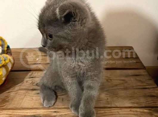 Sevimli Prenses Kızımız Yeni Yuvasını Arıyor görsel