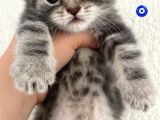 Ücretsiz Cins Kedi Sahiplendirme