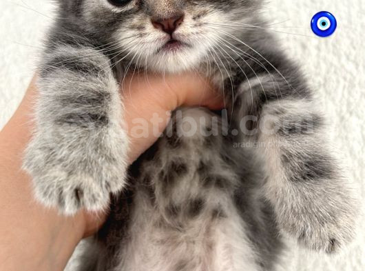 Ücretsiz Cins Kedi Sahiplendirme görsel