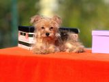 F1 Jenarasyon Morkie Yavrularımız