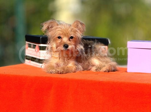 F1 Jenarasyon Morkie Yavrularımız görsel