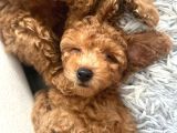 Ev Toy Poodle