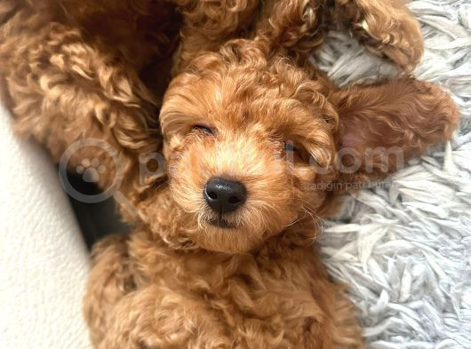 Ev Toy Poodle görsel