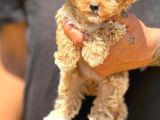 Orjinal Babyface Maltıpoo Yavrular