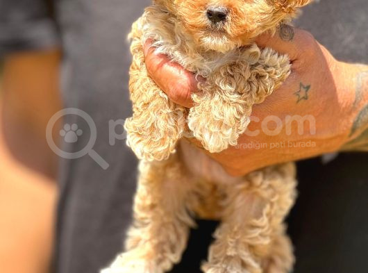 Orjinal Babyface Maltıpoo Yavrular görsel