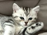 Ücretsiz Cins Kedi Sahiplendirme