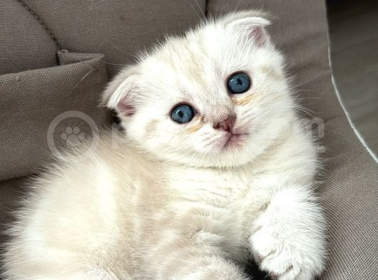 Ücretsiz Cins Kedi Sahiplendirme görsel