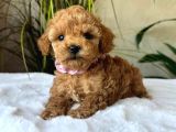 Red braw kıpkırmızı ev üretimi TOOY POODLE 