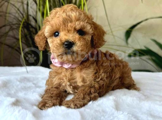 Red Braw Kıpkırmızı Ev Üretimi Tooy Poodle 