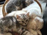 Ücretsiz cins kedi sahiplendirme