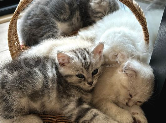 Ücretsiz Cins Kedi Sahiplendirme