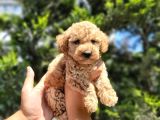 Red Braw Kıpkırmızı Ev Üretimi Tooy Poodle 