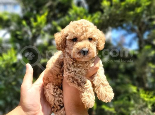 Red Braw Kıpkırmızı Ev Üretimi Tooy Poodle  görsel
