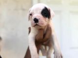 En iyi bekçi köpeği ırkı a secereli Dev Amerikan bulldog