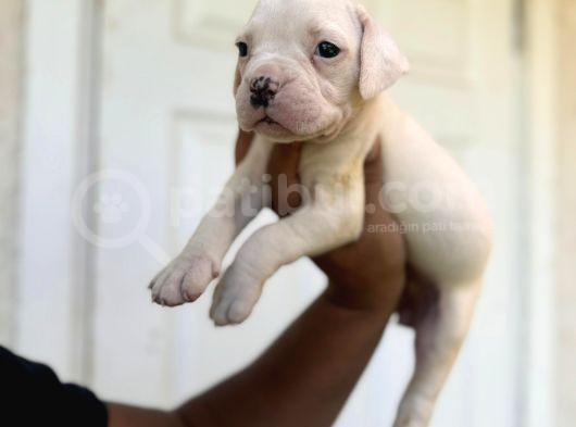 En Iyi Bekçi Köpeği Irkı A Secereli Dev Amerikan Bulldog görsel