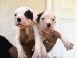 En Iyi Bekçi Köpeği Irkı A Secereli Dev Amerikan Bulldog