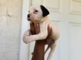 En Iyi Bekçi Köpeği Irkı A Secereli Dev Amerikan Bulldog
