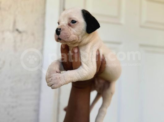 En Iyi Bekçi Köpeği Irkı A Secereli Dev Amerikan Bulldog görsel