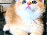 A kalite BRİTİSH SHORTHAİR GOLDEN  yavrular