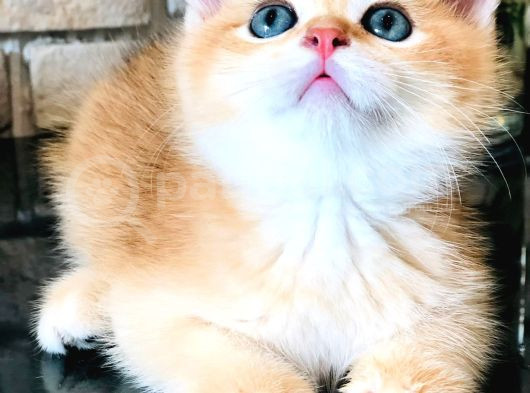 A Kalite Bri̇ti̇sh Shorthai̇r Golden  Yavrular