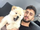 Orjinal safkan çin aslanları yavrularımız