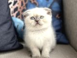 2 buçuk aylık Scottish Fold
