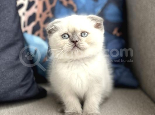 2 Buçuk Aylık Scottish Fold