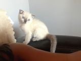 2 Buçuk Aylık Scottish Fold
