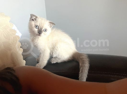 2 Buçuk Aylık Scottish Fold görsel