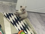 2 Buçuk Aylık Scottish Fold