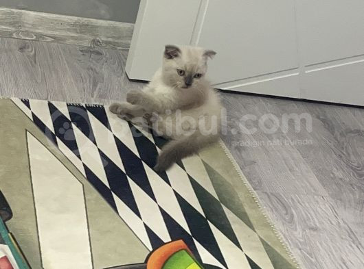 2 Buçuk Aylık Scottish Fold görsel